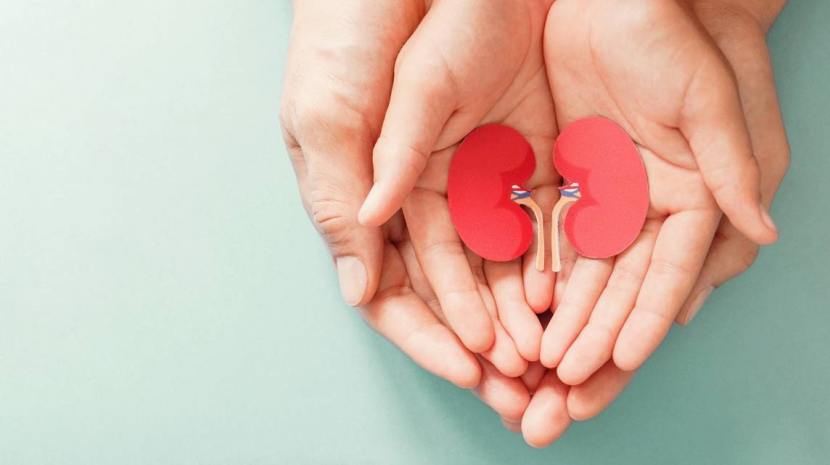 Hoy 13 de marzo, Día Mundial del Riñón