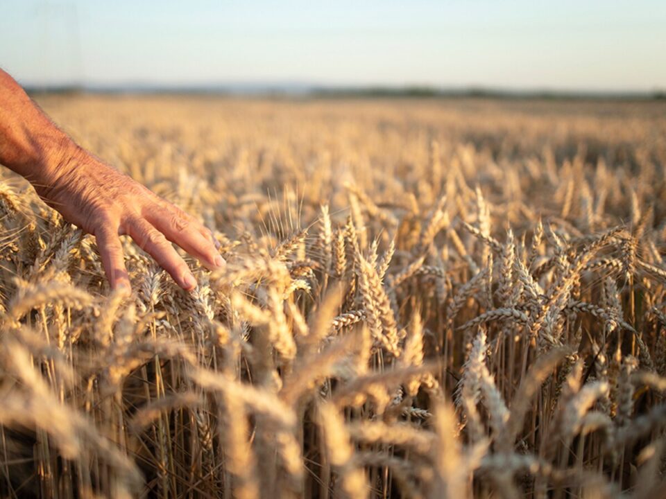 Hoy 7 de marzo, Día Mundial del Campo 