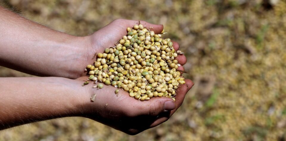 Las ventas de cereales cayeron más de un 30% en Jujuy 