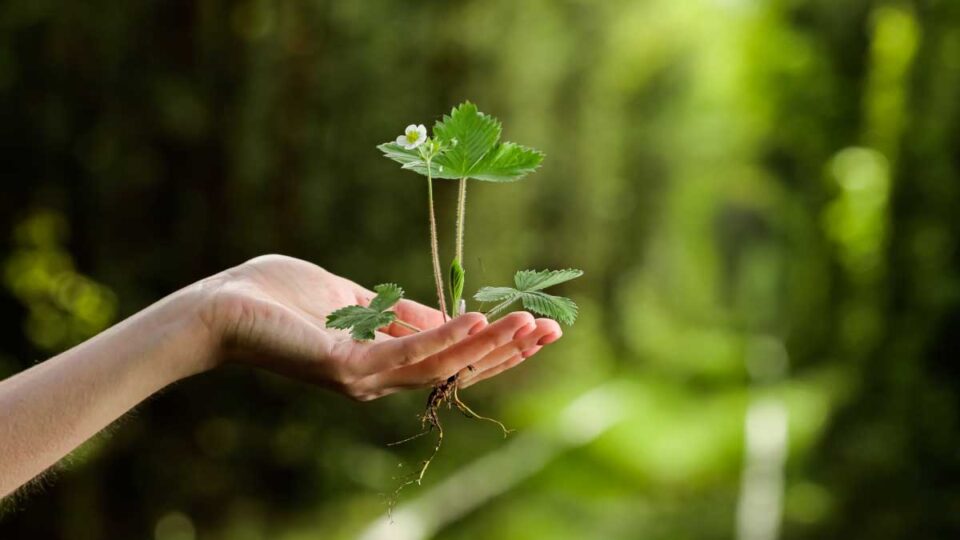 Hoy 5 de junio, Día Mundial del Medio Ambiente 