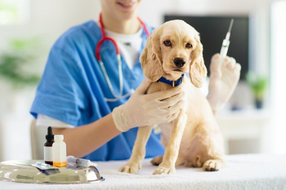 Hoy 6 de julio, Día Mundial de la Zoonosis