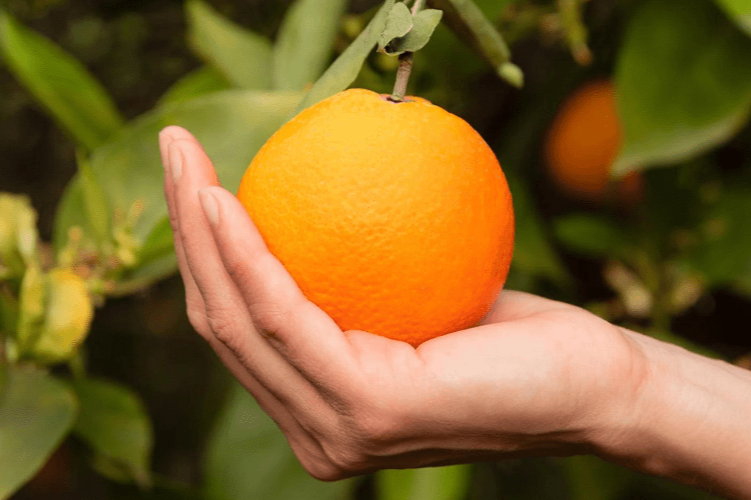 Cuáles son los beneficios de la Vitamina C