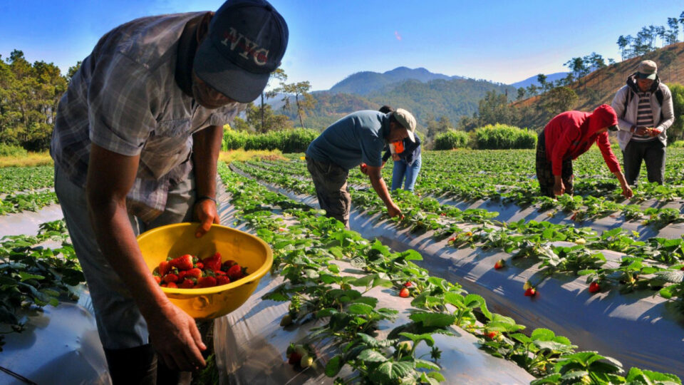 Hoy 9 de septiembre, Dia Mundial de la Agricultura