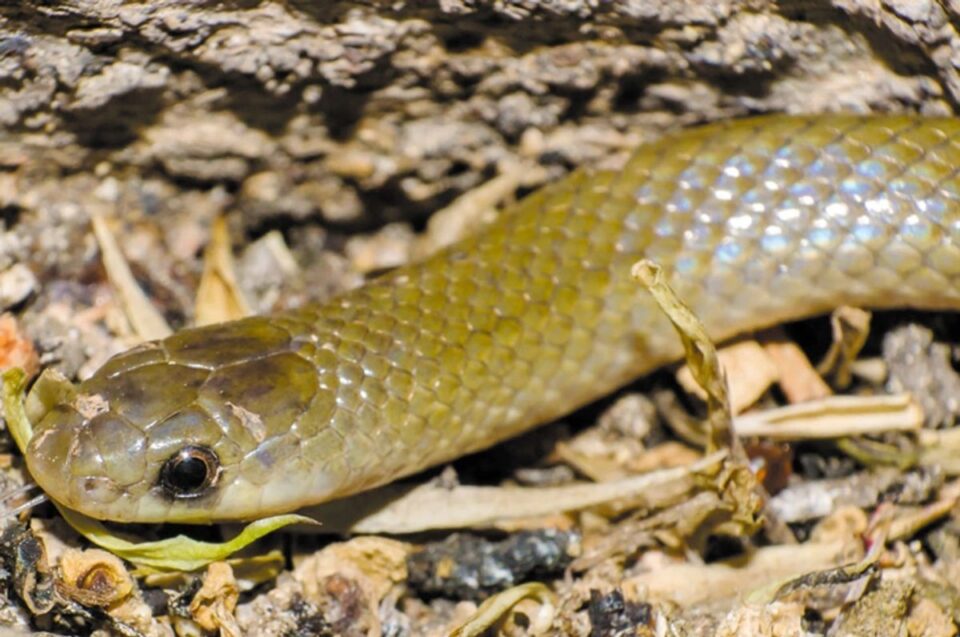 Descubren una nueva especie de serpiente subterránea