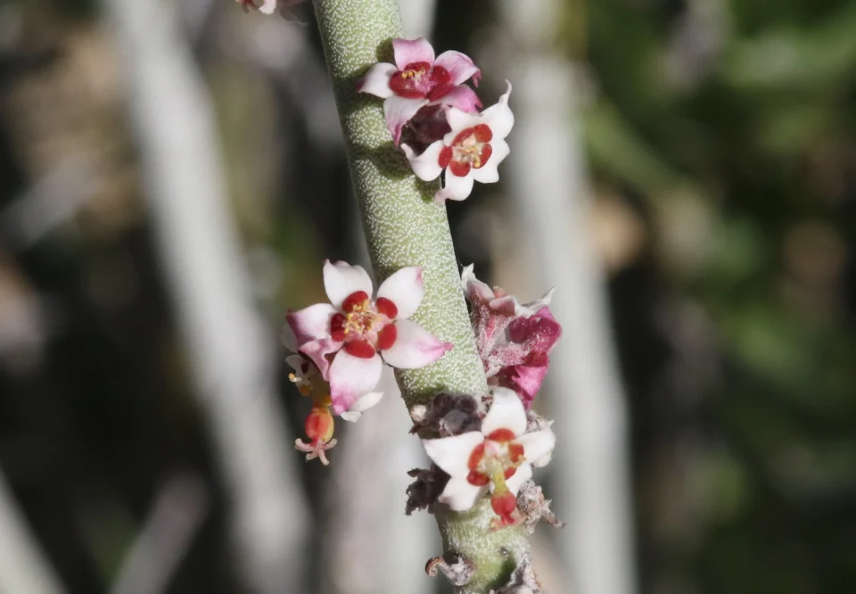 Hoy 3 de marzo, Día Mundial de la Vida Silvestre
