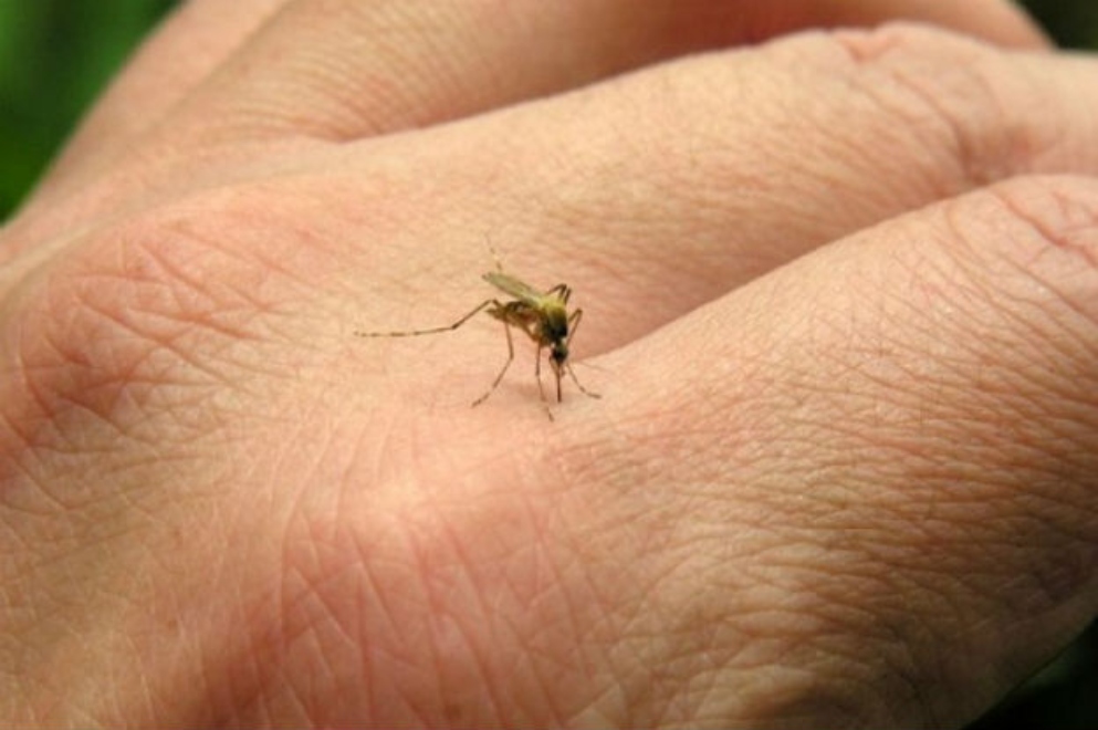 Jujuy registra 122 casos de chikungunya