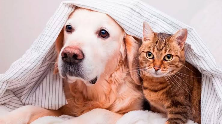 Cómo cuidar a las mascotas del frío 