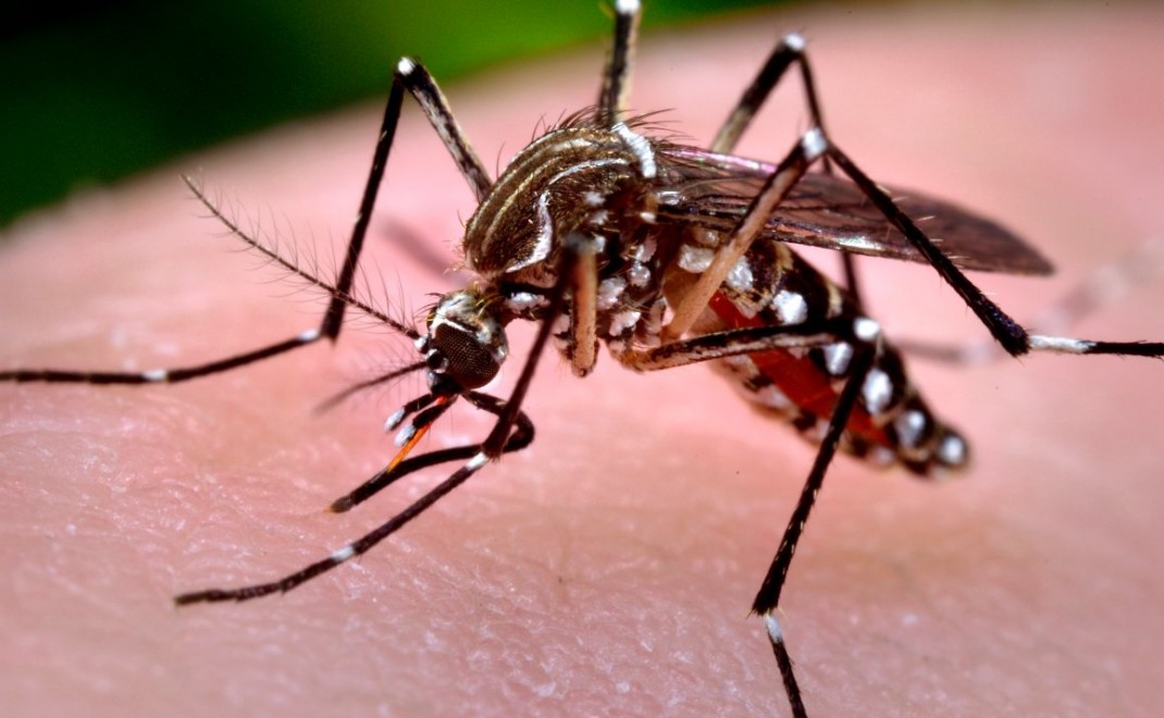 En Jujuy se registraron 119 casos de chikungunya 
