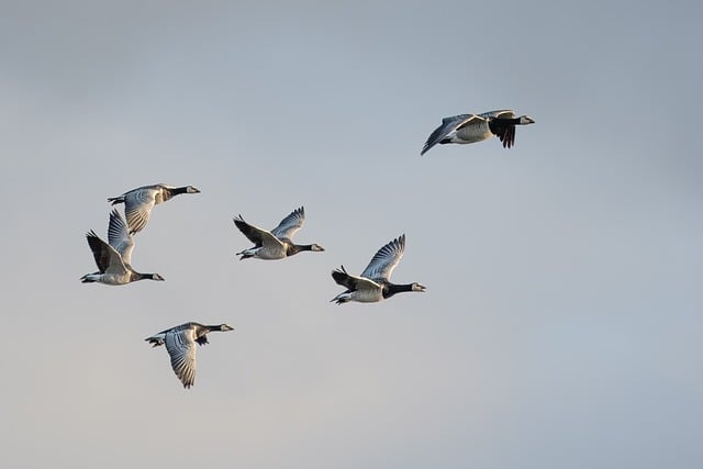 Hoy 9 de mayo, Día Mundial de las Aves Migratorias