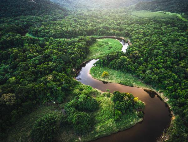 Hoy 22 de junio, Día Internacional de los Bosques Tropicales  