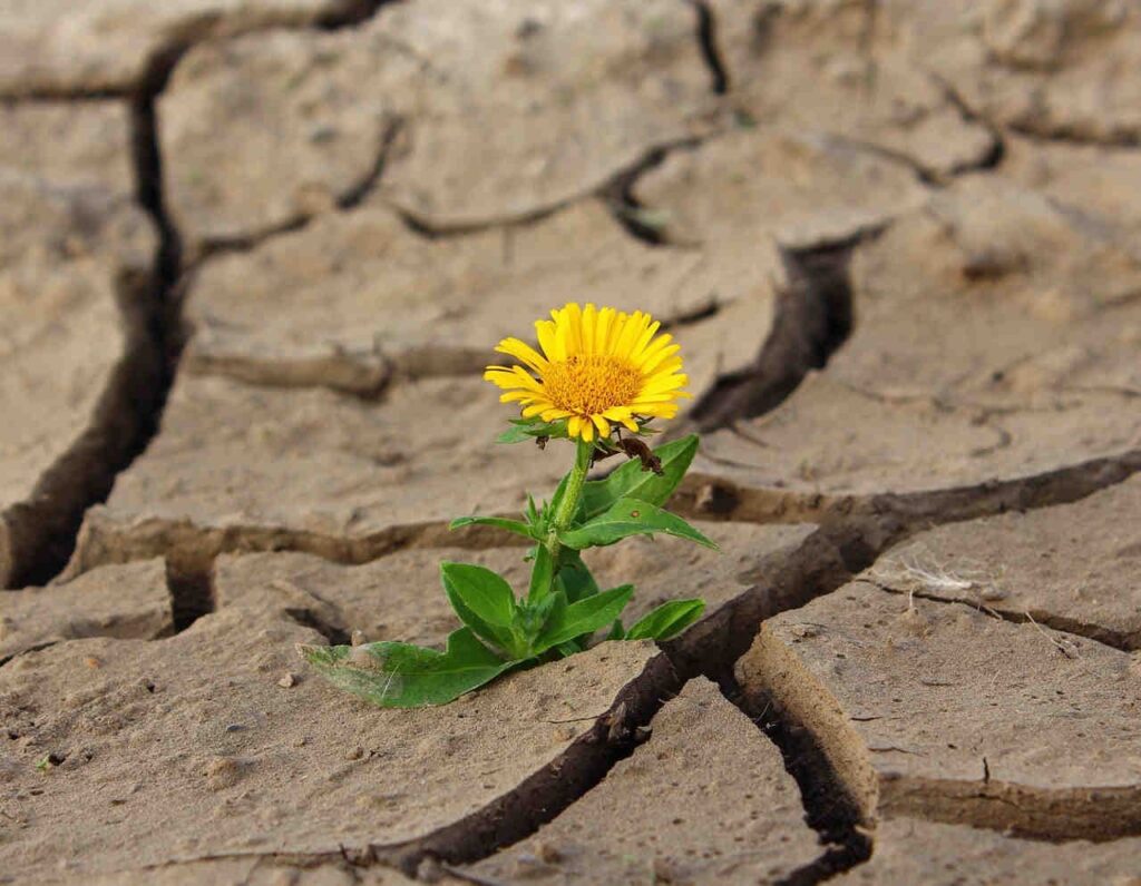 Hoy 17 de junio, Día Mundial de Lucha contra la Desertificación y la Sequía