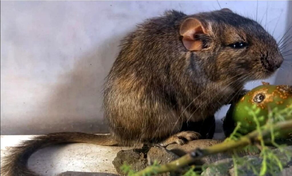 Descubrieron una nueva especie de mamífero