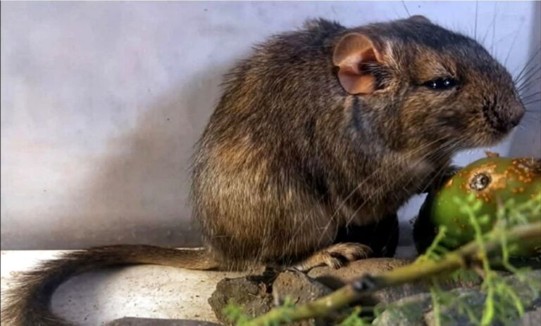 Descubrieron una nueva especie de mamífero