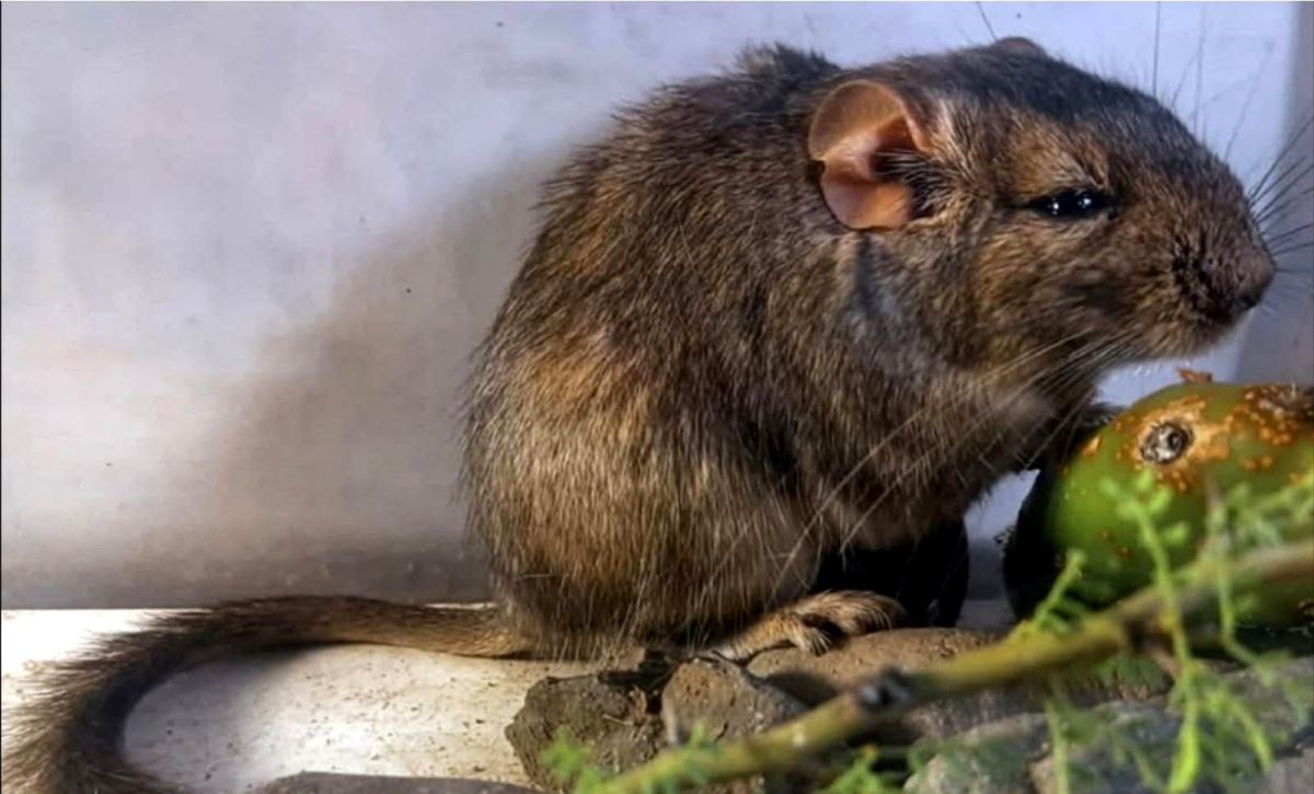 Descubrieron una nueva especie de mamífero