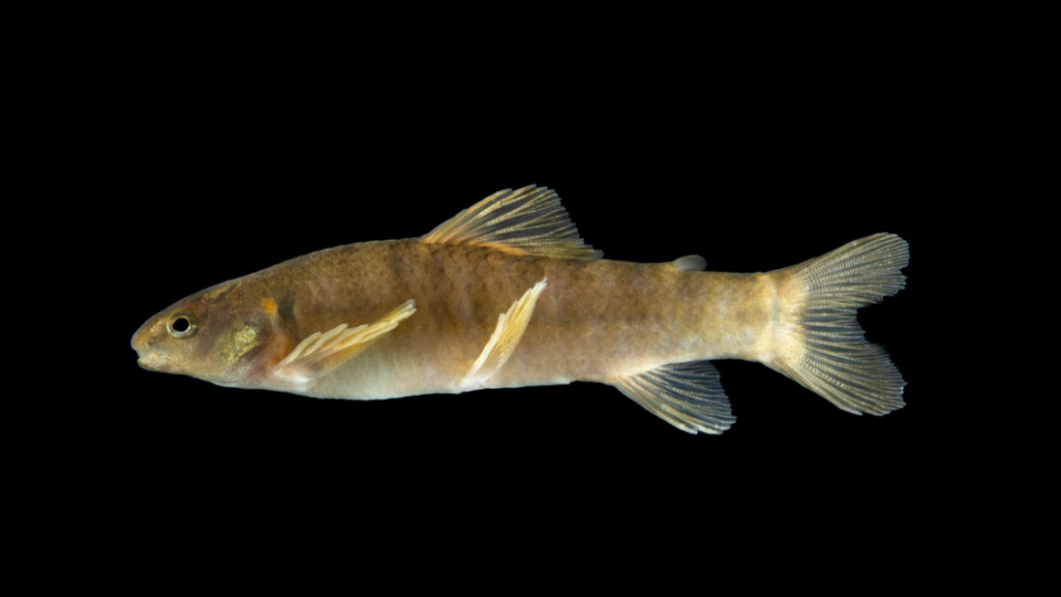 El CONICET describió una nueva especie de pez