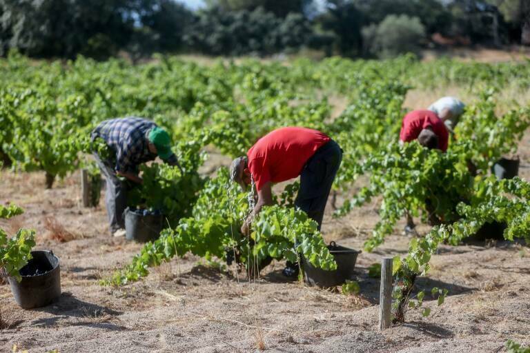 Hoy 2 de julio, Día de la Agricultura Nacional