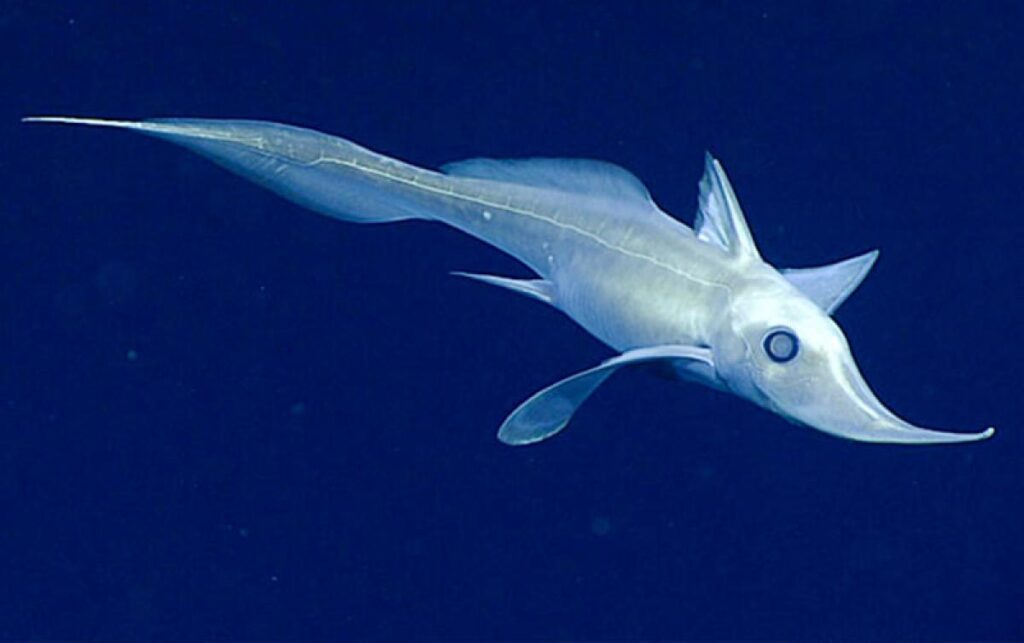 Descubren una nueva especie de tiburón fantasma 