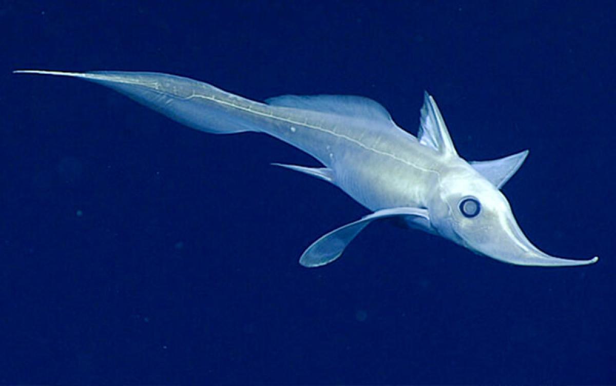 Descubren una nueva especie de tiburón fantasma 
