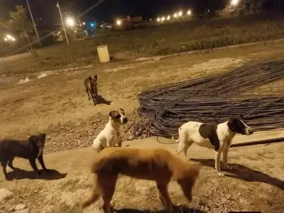 Denuncian envenenamiento de perros en Palpalá 