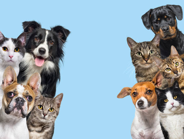 Hoy 4 de octubre, Día Mundial de los Animales