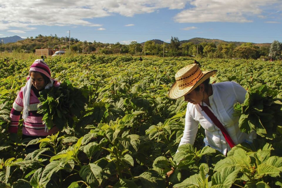 Hoy 9 de septiembre, Día Mundial de la Agricultura 